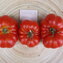 TOMATE / PARADEISER