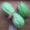 Chayote, Christophine