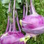 KOHLRABI