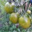 TOMATE / PARADEISER