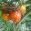 TOMATE / PARADEISER