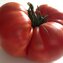 TOMATE / PARADEISER