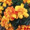 Tagetes, Gewürz-