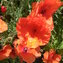 Mohn, Klatsch-