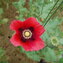 MOHN