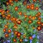 Tagetes, Gewürz-