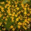 Tagetes, Gewürz-