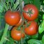 TOMATE / PARADEISER