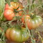 TOMATE / PARADEISER