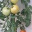 TOMATE / PARADEISER