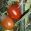 TOMATE / PARADEISER