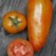 TOMATE / PARADEISER