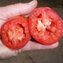 TOMATE / PARADEISER