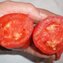 TOMATE / PARADEISER