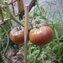 TOMATE / PARADEISER